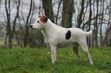 PARSON RUSSEL TERRIER 222